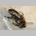 Melecta albifrons - Trauerbiene 05c 14mm als Besucher am IH.jpg